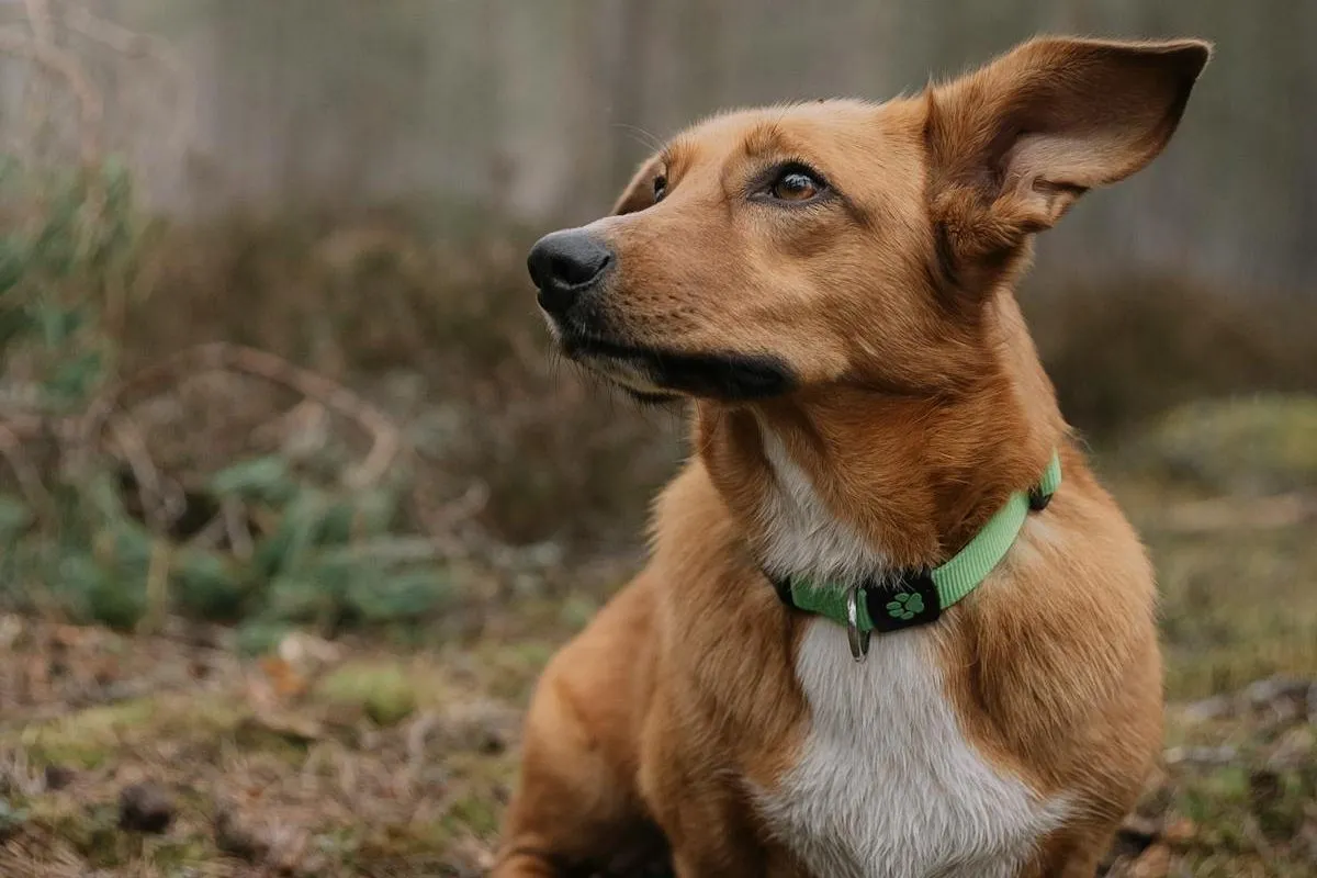 Dachshund mixed with fashion corgi