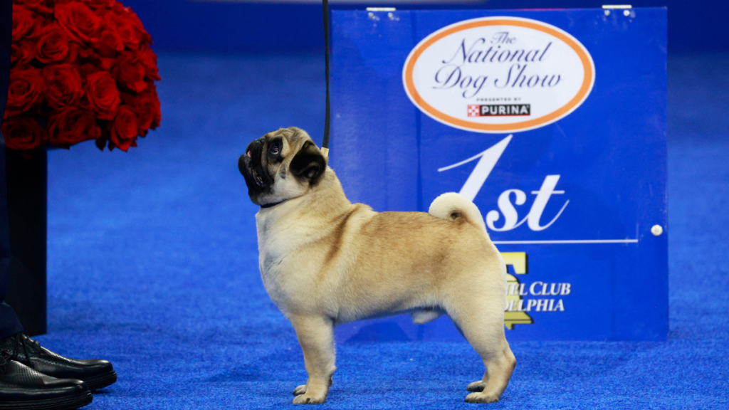 Vito Pug National Dog Show