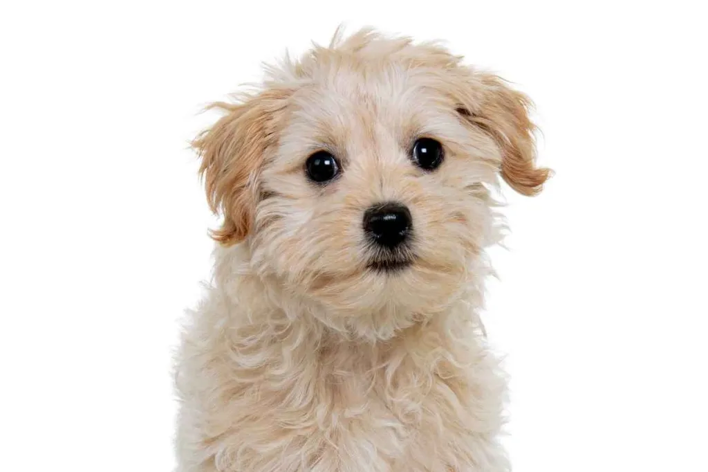 A fluffy cream colored ChiPoo or Chi-Poo mix against a white studio backdrop.