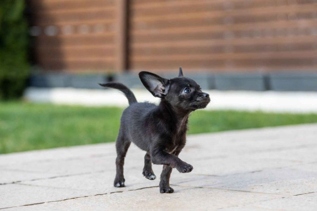 An adorable black shorthaired ChiPoo or Chihuahua Poodle mix puppy strolling through a stone paved walkway.