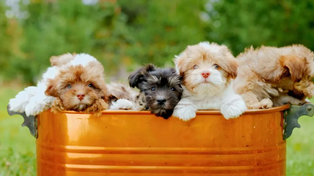 A photo of a copper tub full of different colored Shih-Poo puppies peeking out.