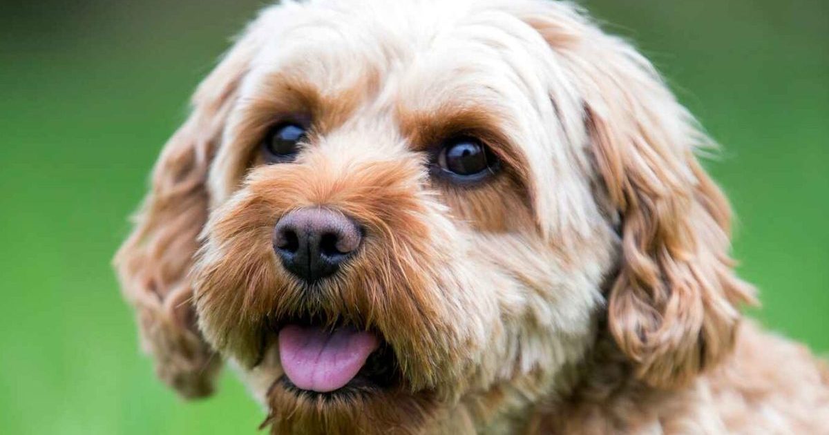 A close-up photograph of a Cavapoo dog or Cavoodle with big brown eyes and a reddish/white colored coat that is nicely groomed.