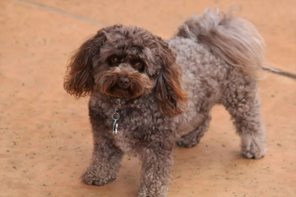 A curly-coated brown Pomapoo looking up at the camera