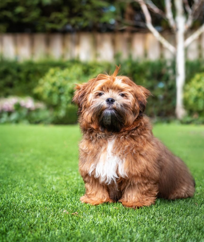 6 month old small fluffy male Schichon with light-apricot color and black nose sits on a grassy lawn in the summer.