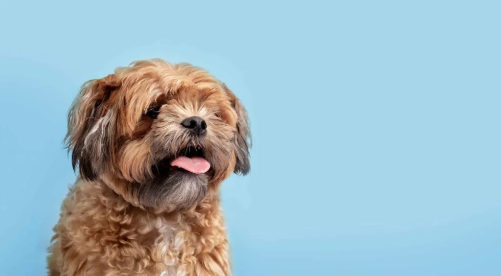 A fluffy tan Shichon, or Shih Tzu Bichon mix, panting with his tongue out against a sky blue studio backdrop.