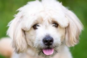 A closeup photograph of a cream colored Pomapoo with brown eyes.