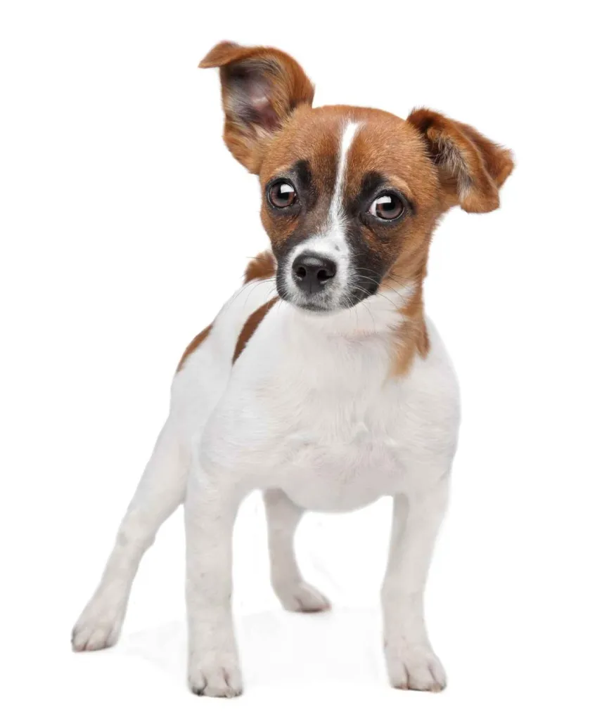 A tri-color Jack Russell Chihuahua or Jack Chi puppy with one ear perked up.