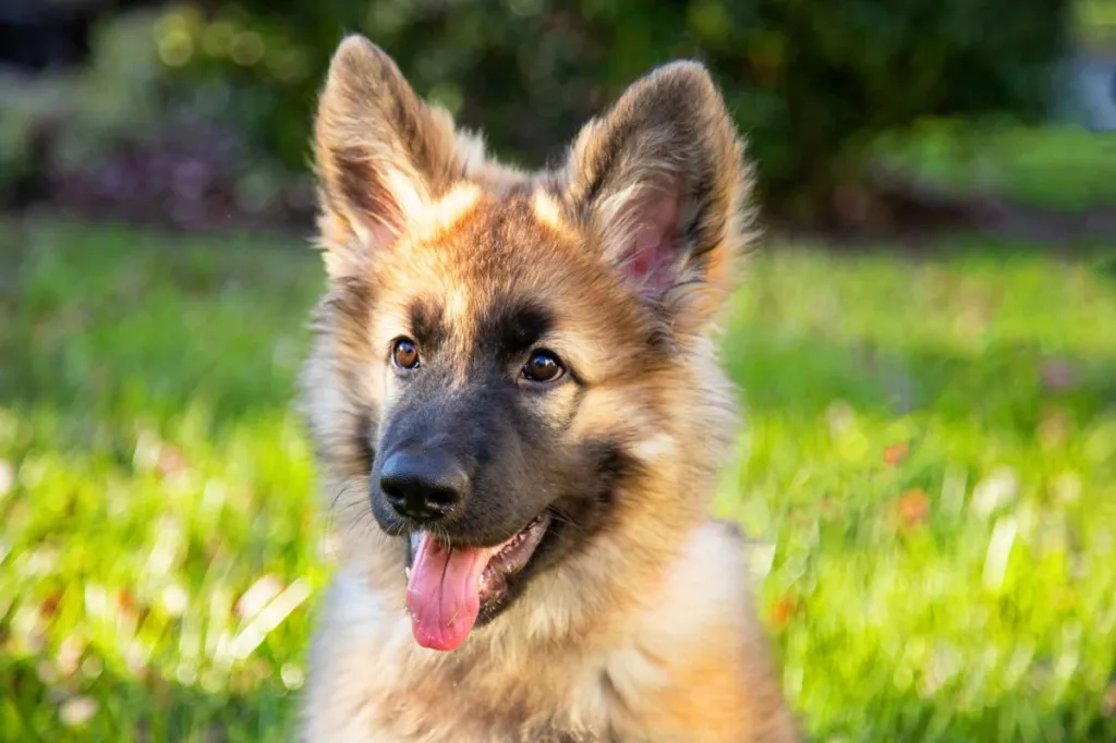 A Shiloh Shepherd puppy sits in a patch of grass during golden hour. He pants happily with ears perked up.