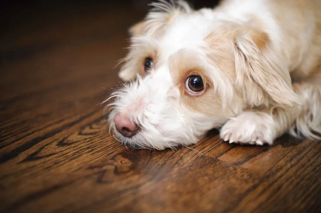 A cream and white ChiPoo mix rests on a hardwood floor, looking up with big brown eyes.