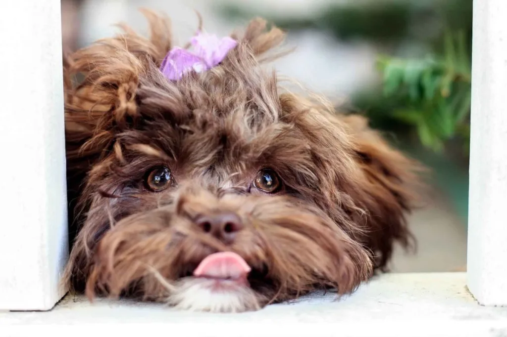 A fluffy brown Shih-Poo with a purple bow in her hair looks up at a camera, sticking out her tongue.