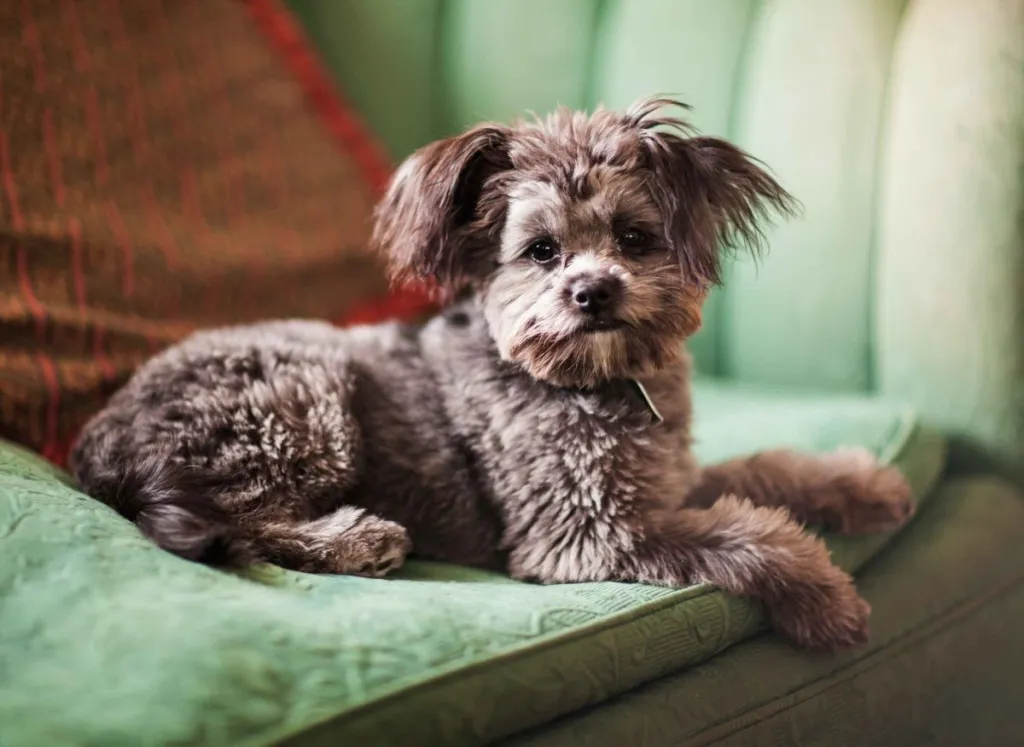 A brown Yorkipoo sits on a plush green couch with a red pillow looking at the camera. His ears are perked up, listening intently.