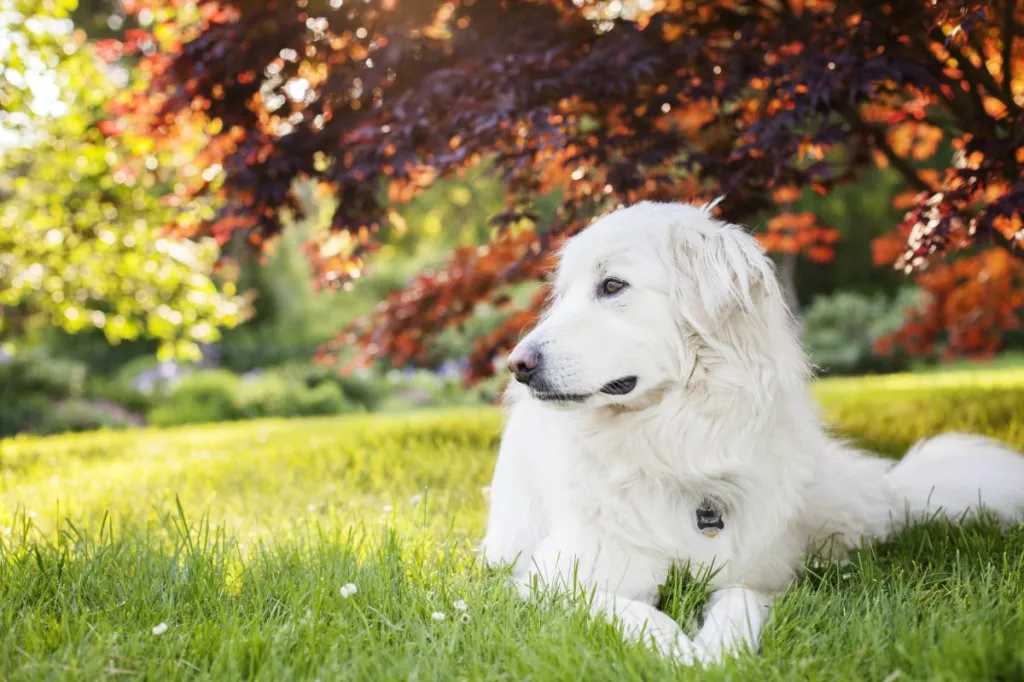 Great Pyrenees Dog relaxing under a tree with bright red leaves.