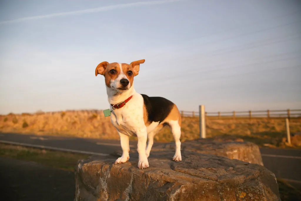 Cute Chihuahua/Jack Russell terrier mixed dog standing on a large boulder, with a road and field in the background.