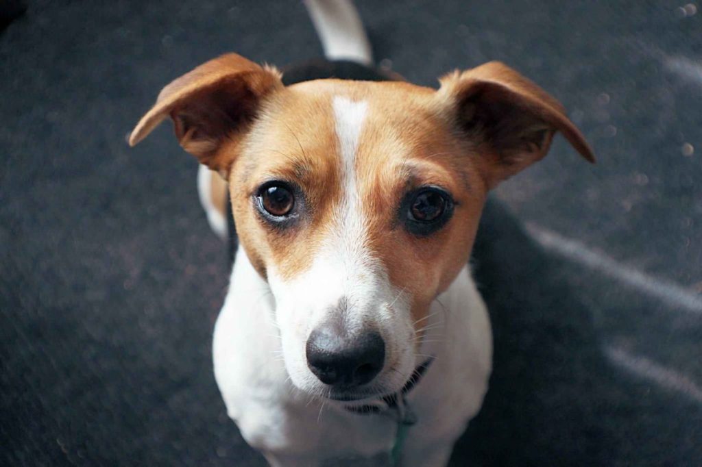 A tri-color Jack Russell Chihuahua mix or a Jack Chi looks up at the camera from the center of the frame.