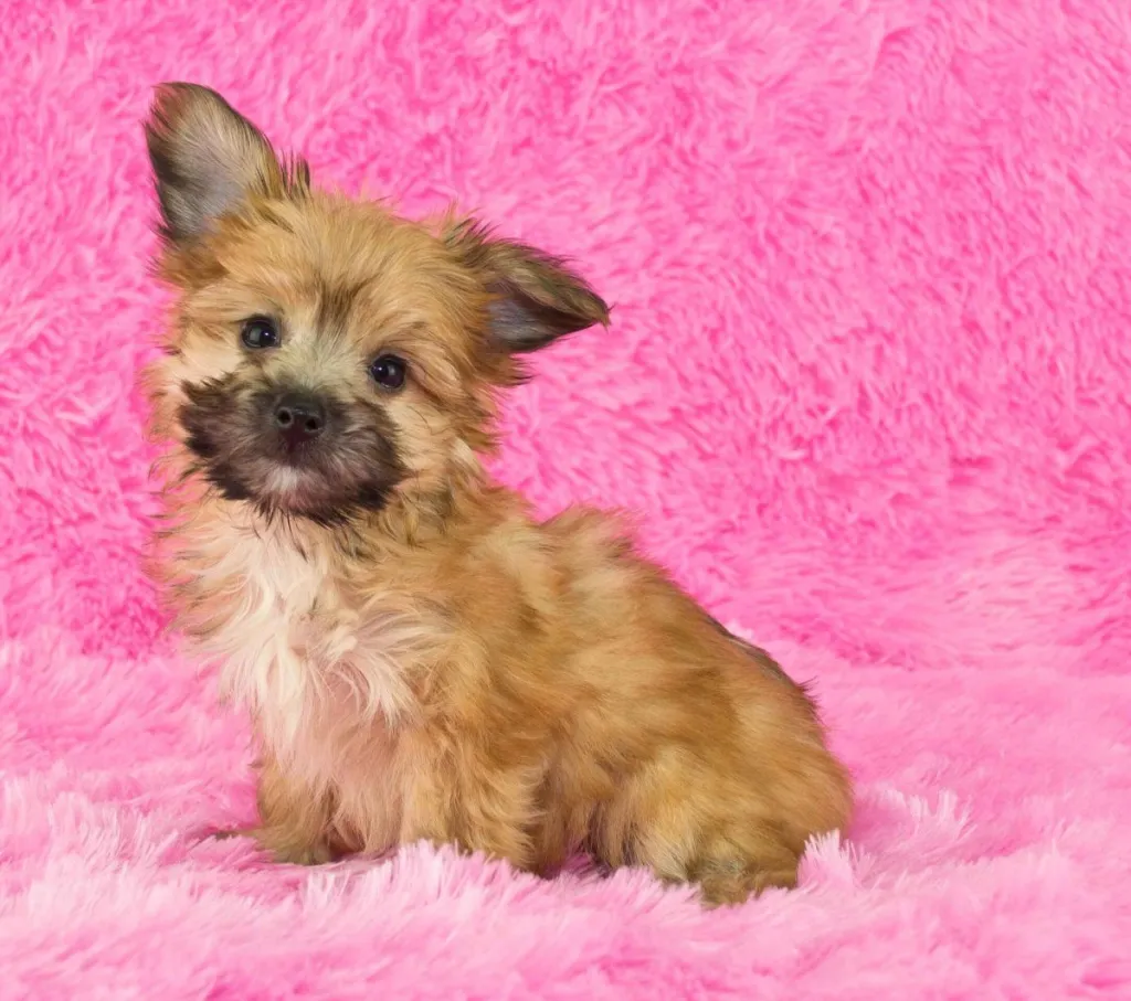 A tan Yorkipoo puppy sits against a bright pink shag backdrop. Her ears are perked up in interest.