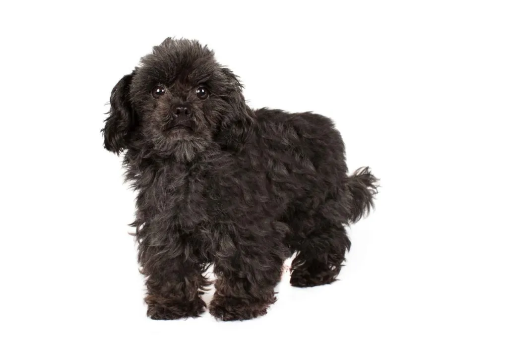 A fluffly black Chipoo (Chi-Poo) against a white studio backdrop.