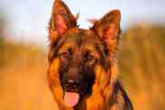 A closeup photo of a Shiloh Shepherd sitting in a field of tall grasses at sunset.