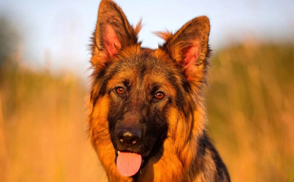 A closeup photo of a Shiloh Shepherd sitting in a field of tall grasses at sunset.