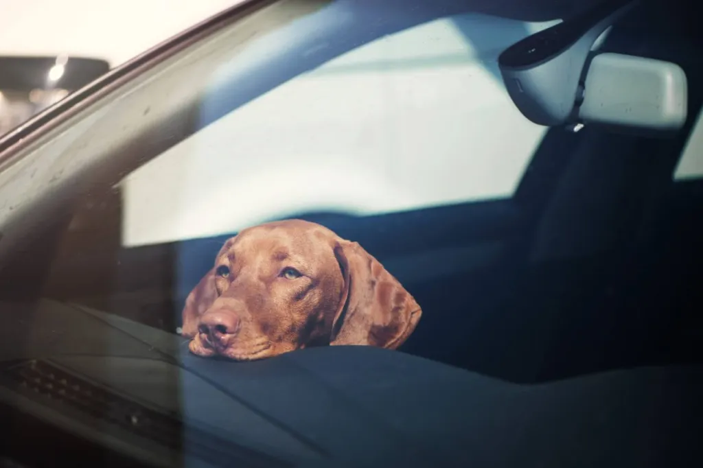 Dog left in hot car — one of the main causes of heat stroke.