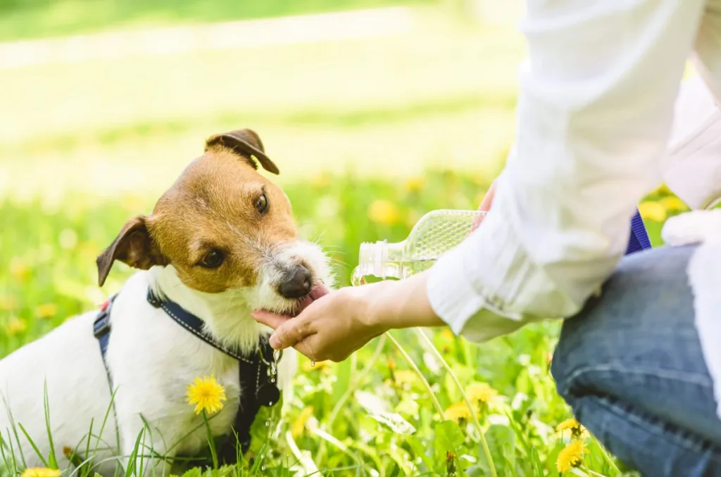 Owner offering dog cool water outdoors to prevent heat stroke.