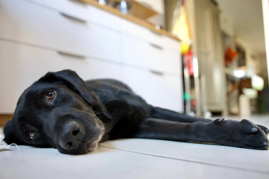 Black Labrador dog suffering from heat exhaustion on the white tile of a kitchen in summer.