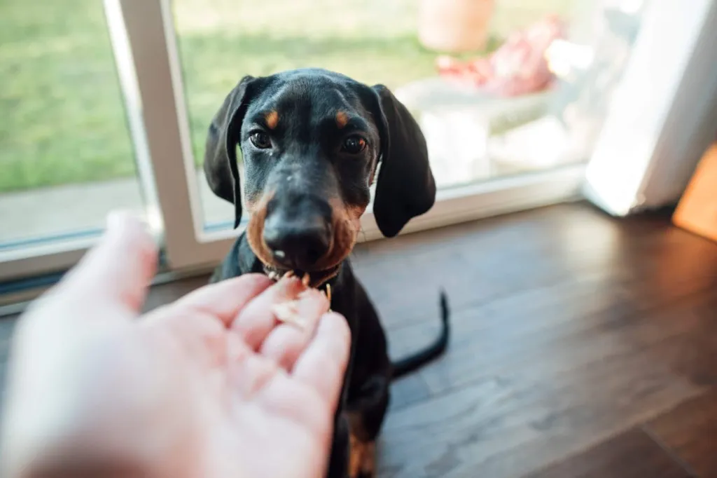 Pet parent offering dog treats to reinforce positive chewing behavior.