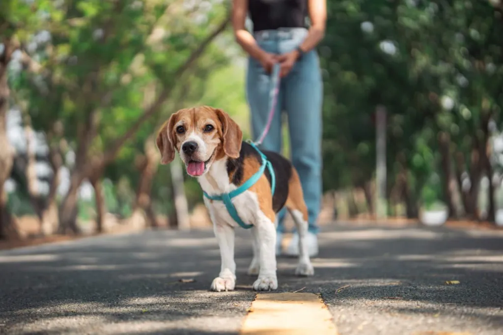 Pet parent taking Beagle out for daily walk.