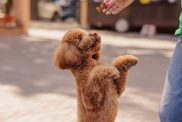 Woman training her small Toy Poodle dog outdoors.