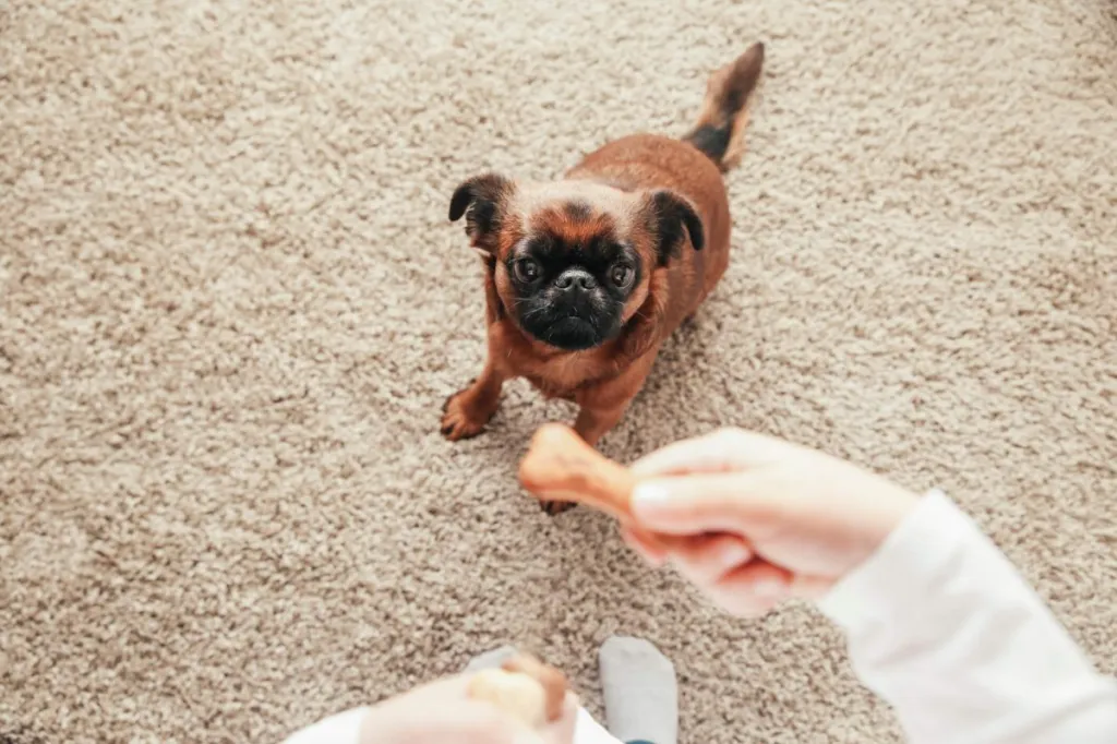 Girl training Brussels Griffon at home with treats.