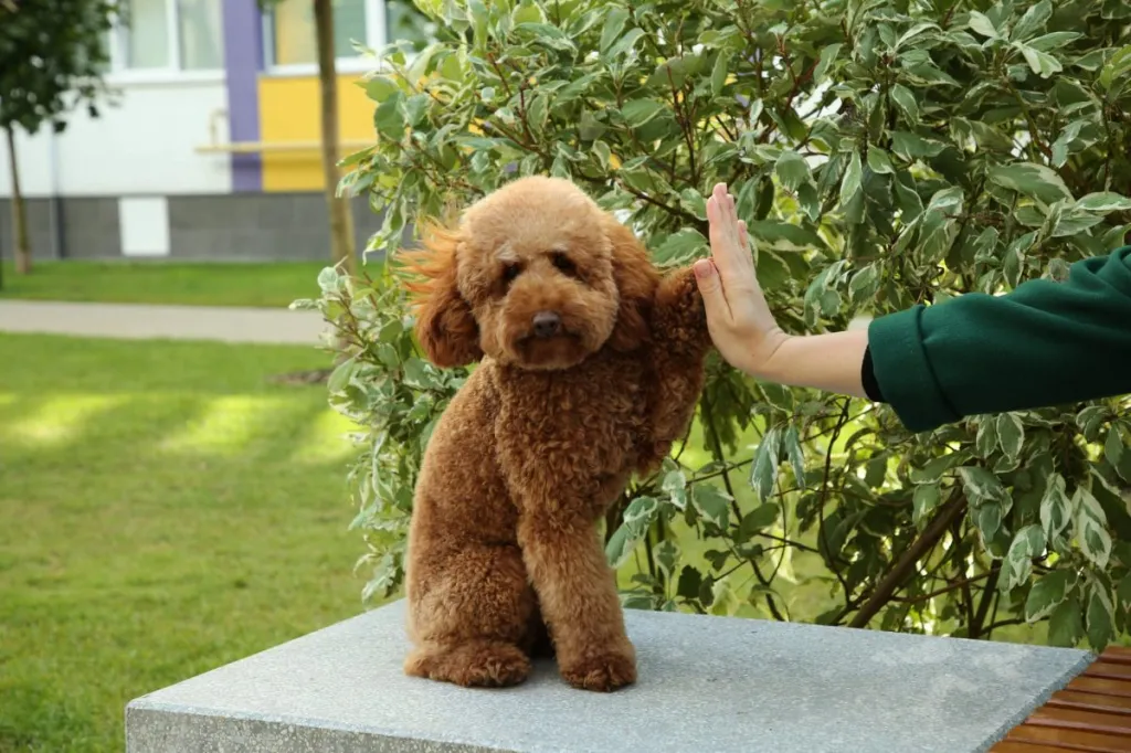 Woman teaching smart Poodle dog how to high five.