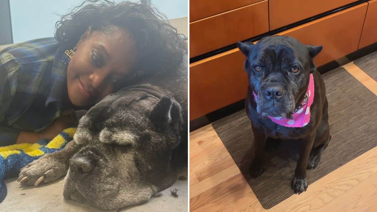 Sherri Shepherd Mourns Loss of Dog Due to Cancer in Heartbreaking