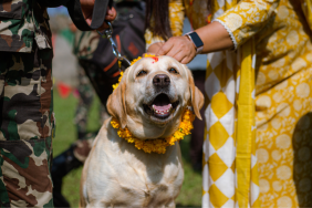 People worship dogs to mark Kukur Tihar, the festival of dogs, on the occasion of the Tihar festival in Bhaktapur, Nepal.