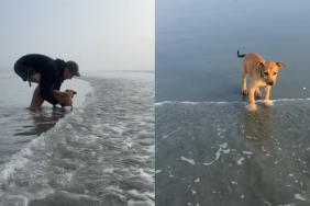 foster puppy's first beach visit