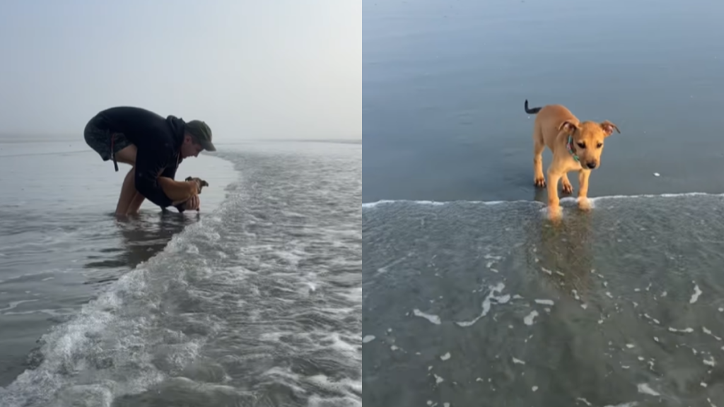 foster puppy's first beach visit