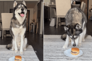 dog waiting to eat a burger