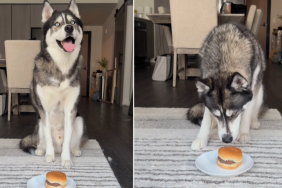 dog waiting to eat a burger