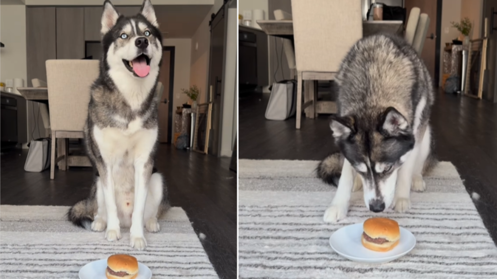 dog waiting to eat a burger