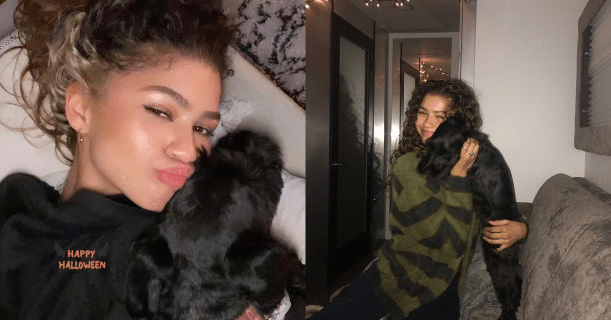 Zendaya Admits Her Dog Loves Tom Holland More Than Her - DogTime