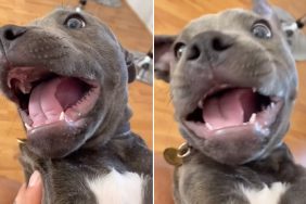 puppy gremlin noise video Instagram