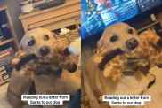 Video of dog reacting to Santa’s letter.