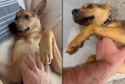 dog belly rub video