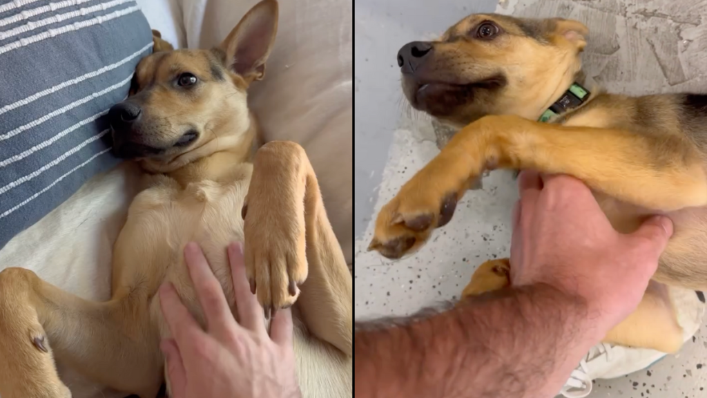 dog belly rub video