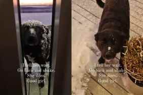 Video showing dog shaking off the snow from her back before entering the home.