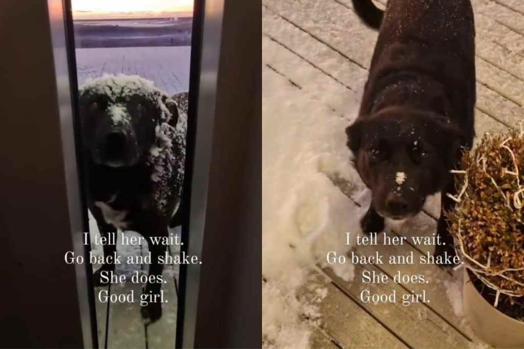 Video showing dog shaking off the snow from her back before entering the home.