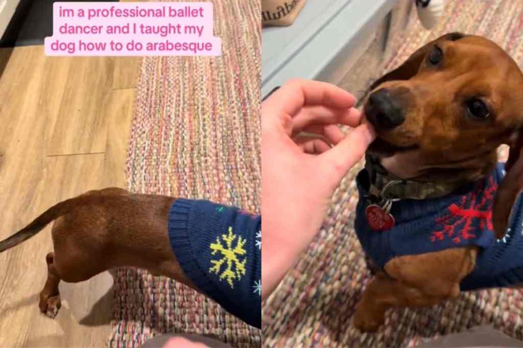 Video of dog doing ballet pose.