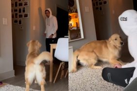 Video of dog’s reaction to owner coming home.