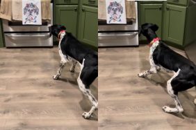 Video of dog’s hilarious reaction to Christmas decor.
