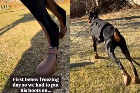Video of dog awkwardly walking in boots.
