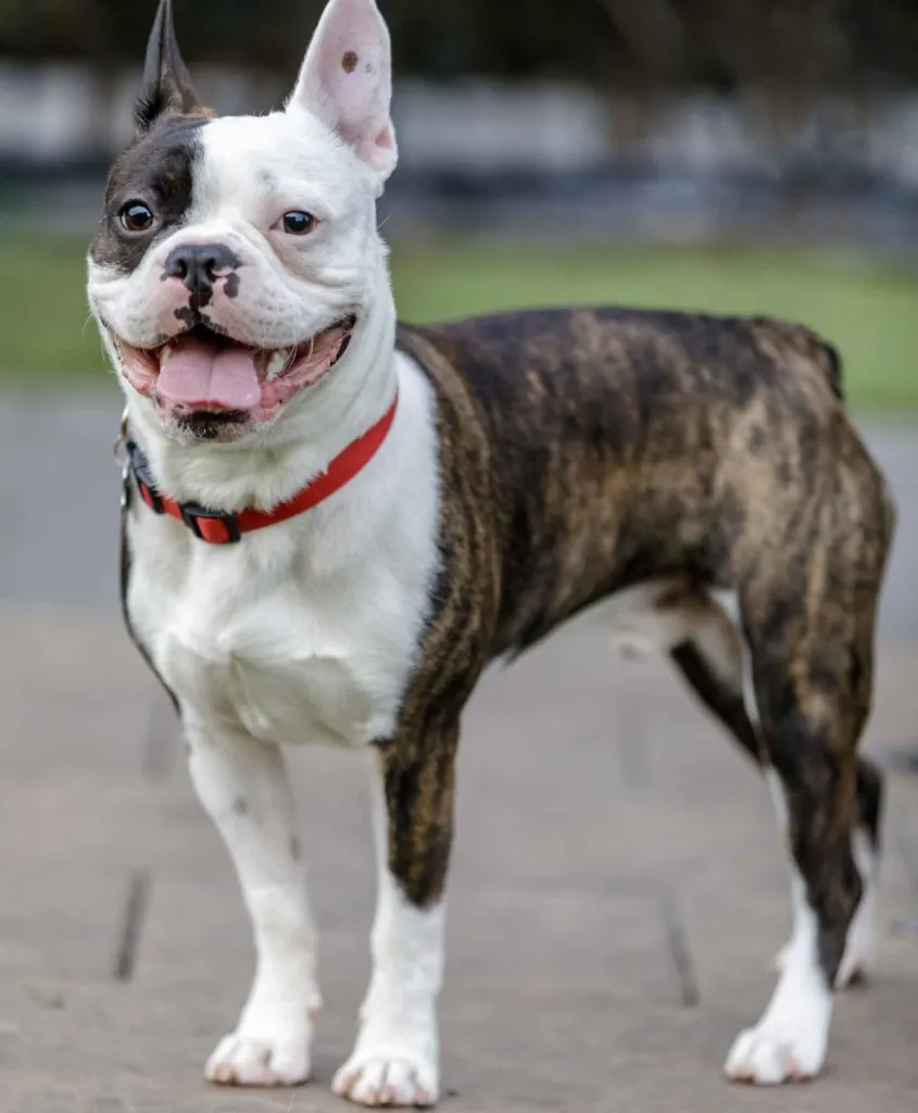 A white and brindle Frenchton dog stands with his tongue out, panting. He wears a red color and is looking at the camera, ears turned to the side listening.