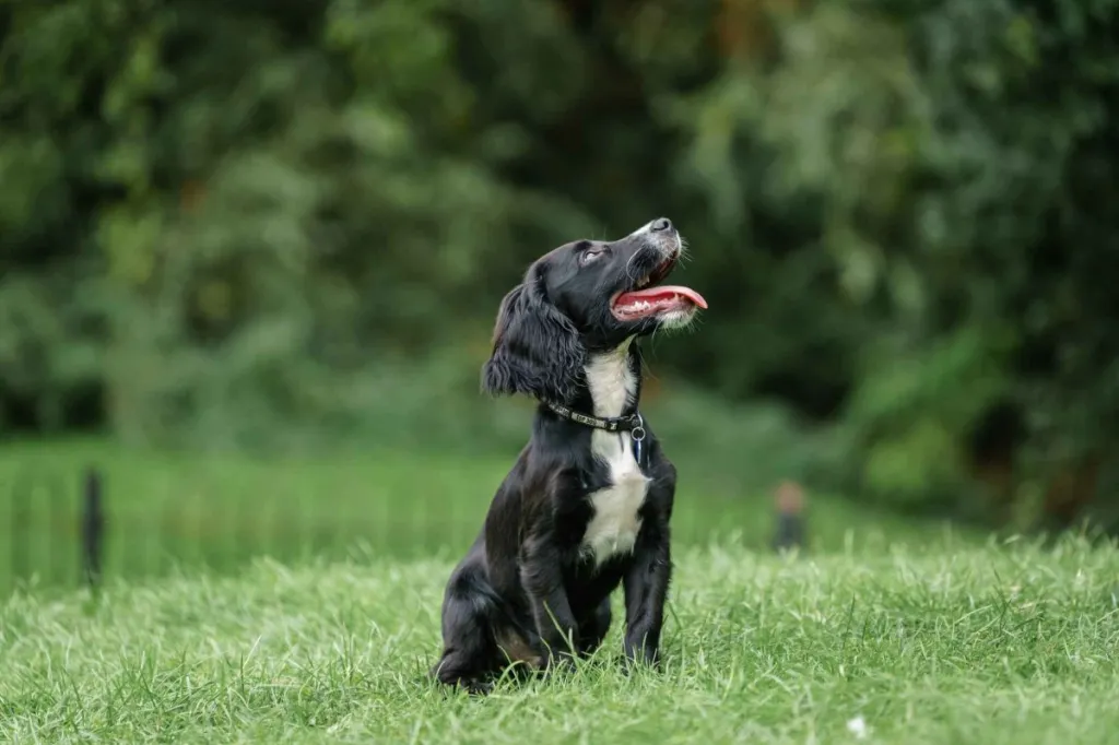 A black and white Springador puppy tilts her head up to the trees as she sits on a grassy hilltop.